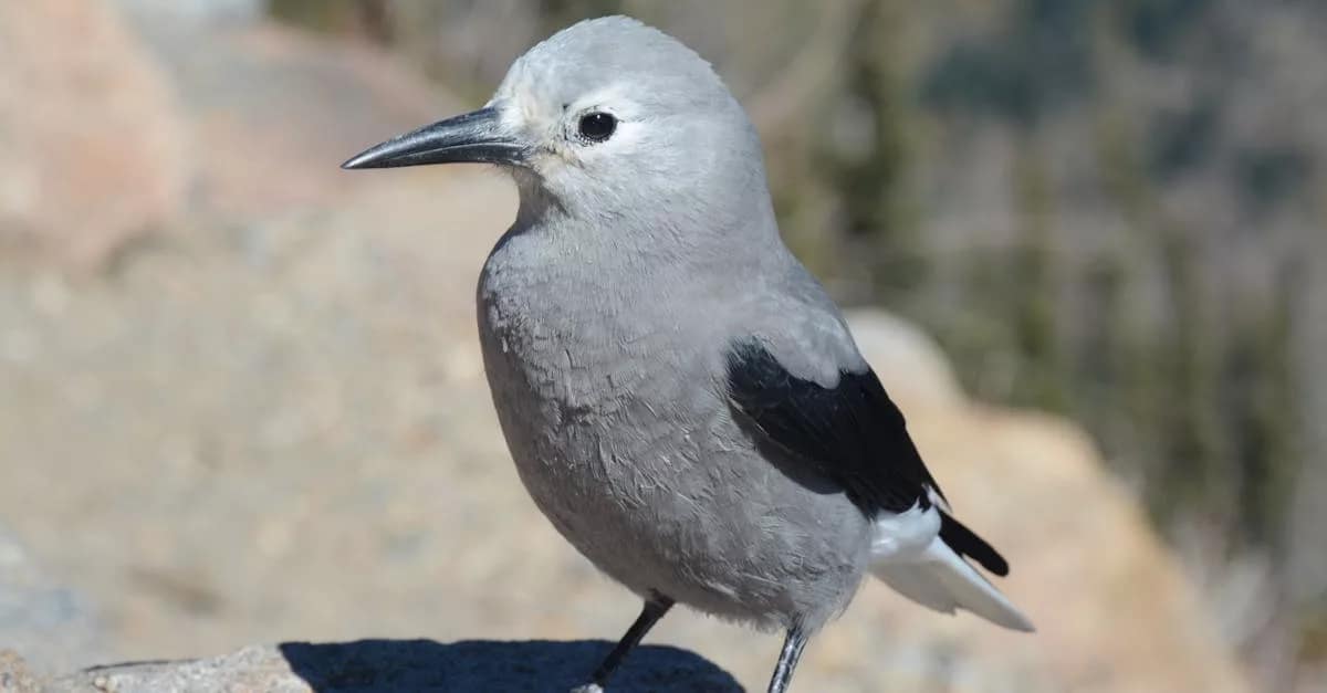 Mastering the Colorado Real Estate Disclosure Form: 5 VA Compliance Steps