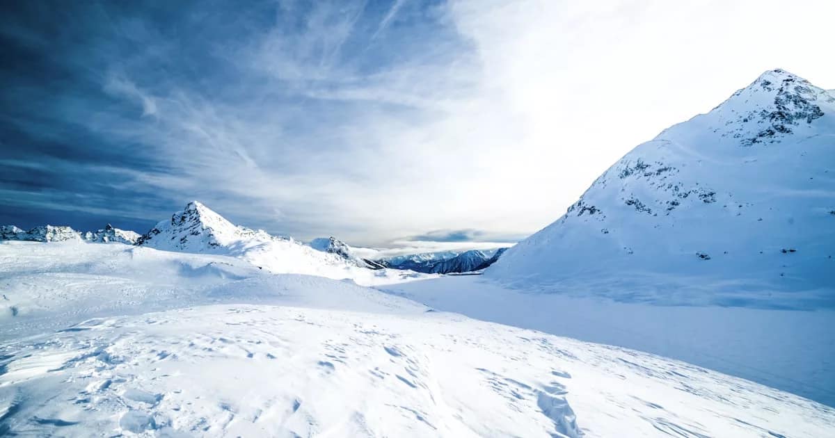 alpine meadow wildflowers mountain