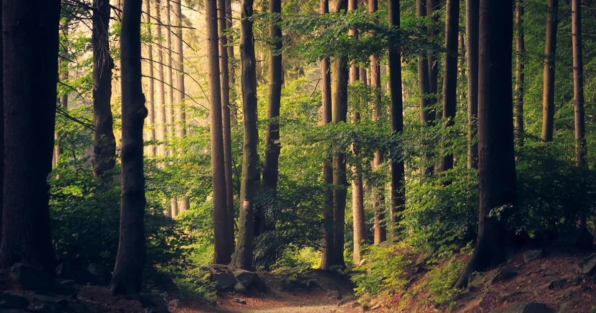 sunlit green forest path